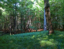 las w Murckach - MojRower.pl