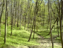 Widoki w lesie - MojRower.pl